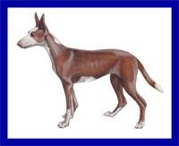 a well breed Ibizan Hound dog